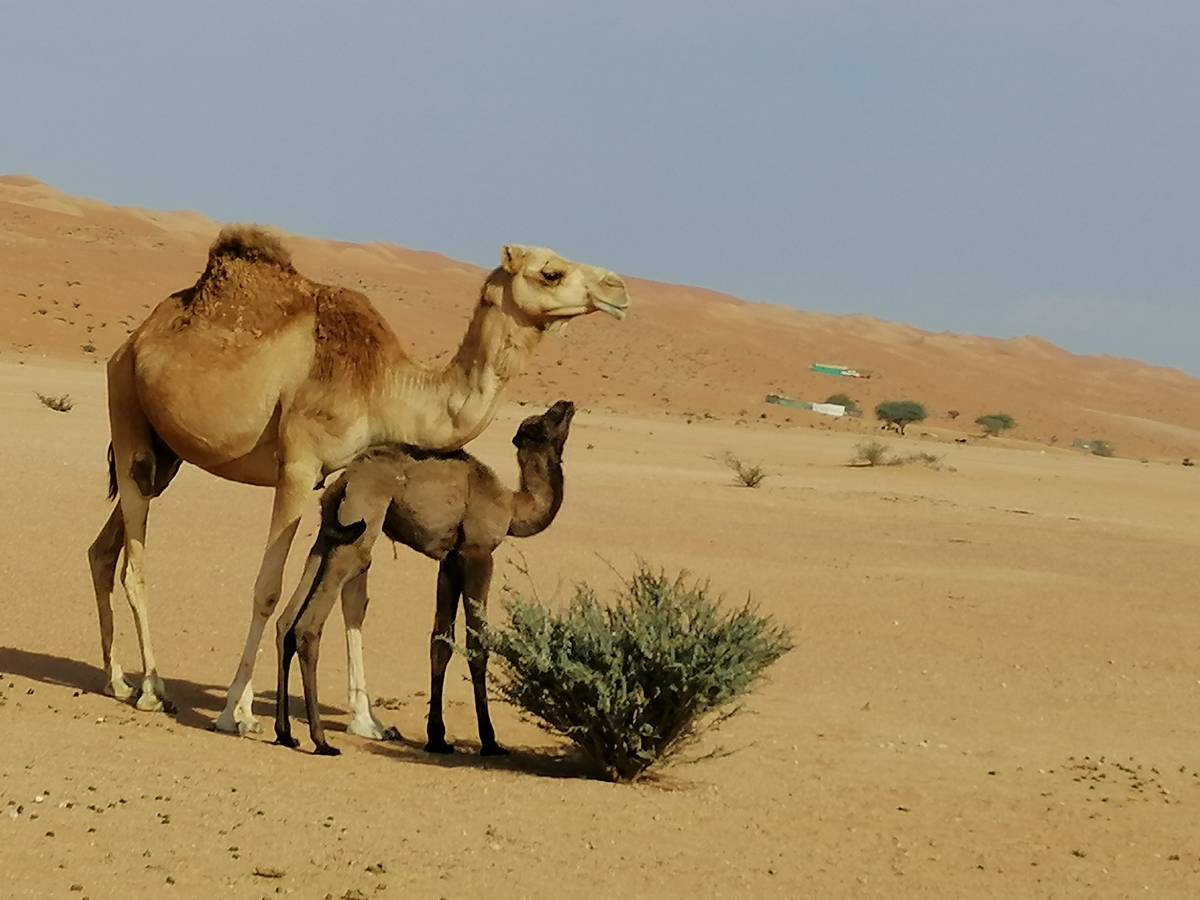 Al Manfaz Tour and Travels, Oman